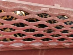 Macan Tutul yang Masuk Hotel di Bandung Belum Diketahui Asal-usulNya