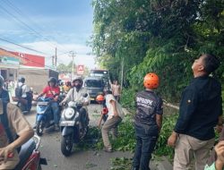 BPBD, Polsek Cimanuk dan Satpol PP dengan Sigap Lakukan Penebagan Pohon yang Mengkhawatirkan