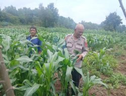 Dukung Ketahanan Pangan,Kanit Binmas Polsek Rangkasbitung Polres Lebak Kontrol Pohon Jagung