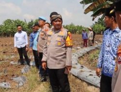 Bersama Poktan, Polres Serang Tanam Jagung di Lahan Seluas 30 Hektare