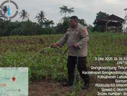 Bhabinkamtibmas Polsek Rangkasbitung Polres Lebak Giat Monitoring Perkembangan Jagung Jenis Hibrida