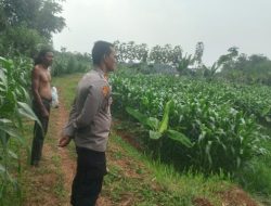 Dukung Ketahanan Pangan, Kapolsek Rangkasbitung Polres Lebak Cek Pohon Jagung Hibrida