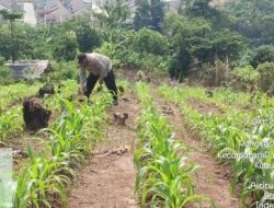 Bhabinkamtibmas Polsek Rangkasbitung Polres Lebak Monitoring Pohon Bibit Jagung Hibrida dan Bersihkan Rumput Liar
