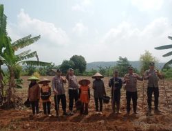Kapolsek Gunungkencana Polres Lebak Laksanakan Monitoring, Penanaman dan Pemupukan Jagung Hibrida Bersama Kelompok Tani Desa Bulakan