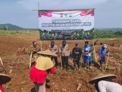 Polsek Cimarga Polres Lebak Bersama Kepala Desa Sangiangjaya Melaksanakan Penanaman Jagung Seretak dilahan PAT  