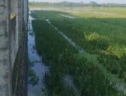 Ratusan Hektar Sawah di Kroya Kabupaten Cilacap Terendam Banjir , Petani Desak Normalisasi Segera