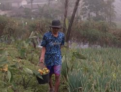 Kisah Petani Sayuran di Lereng Merapi: Penghasilan Melonjak Berkat Program MBG