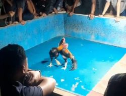 Miris, Sabung Ayam di Kecamatan Taktakan Diduga Resahkan Warga dan Minta APH Gerak Cepat