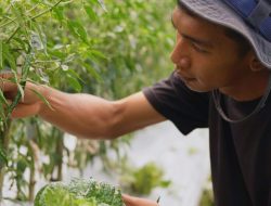 Harga Sayur Lebih Stabil Setelah Ada MBG, Petani Boyolali Harap Program Terus Berlanjut