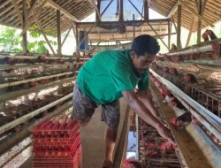 Sempat Sulit Terjual, Kini Seluruh Telur Peternak Ayam Ini Terserap Berkat MBG