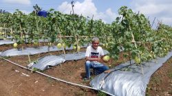 Dibawah Binaan Kadin, Seluas 4 Hektar Buah Melon Siap Dipanen