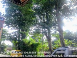 Pohon Besar Berpotensi Tumbang, Warga Curug Minta Dinas Terkait Turun Tangan