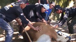 Ketum LAPBAS Indonesia, H.TB.Endang. S.H Gelar Qurban Sapi, Di saat Idul Adha 1447 Hijriah