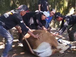 Ketum LAPBAS Indonesia, H.TB.Endang. S.H Gelar Qurban Sapi, Di saat Idul Adha 1447 Hijriah