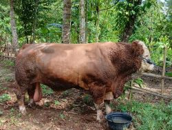 Idul Adha 1447 Hijriah, Presiden Prabowo Salurkan Sapi Qurban di Ponpes Salafi Syifaul Mu’minin-Ciomas