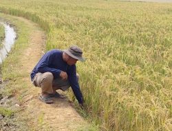 Petani Cirebon Rasakan Manfaat Program Prabowo, Pompanisasi Jaga Sawah Tetap Produktif di Musim Kemarau