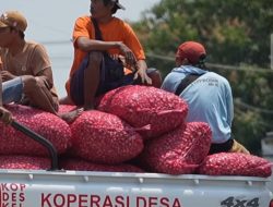 Berdayakan Ekonomi Desa, KDKMP di Nganjuk Serap Bawang Petani di Atas Harga Pasar